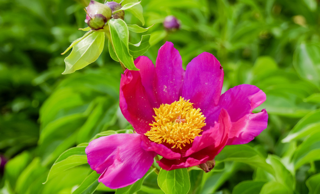 云南适合种什么药材