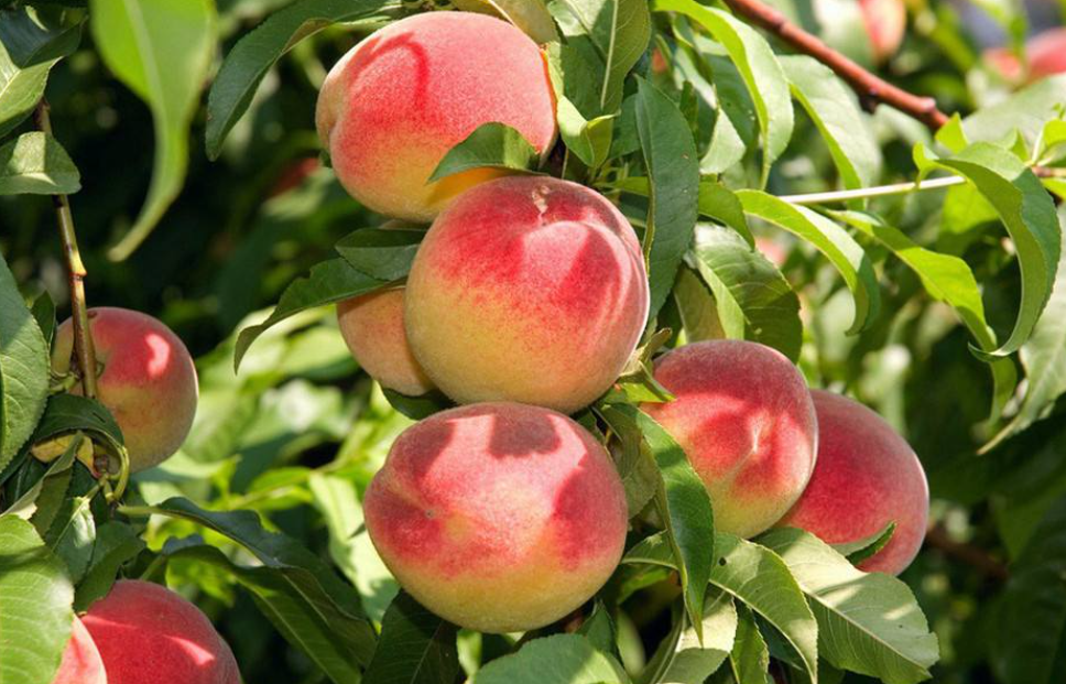 温州适合种什么果树