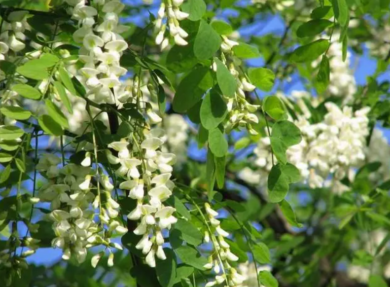 东北适合种什么牧草