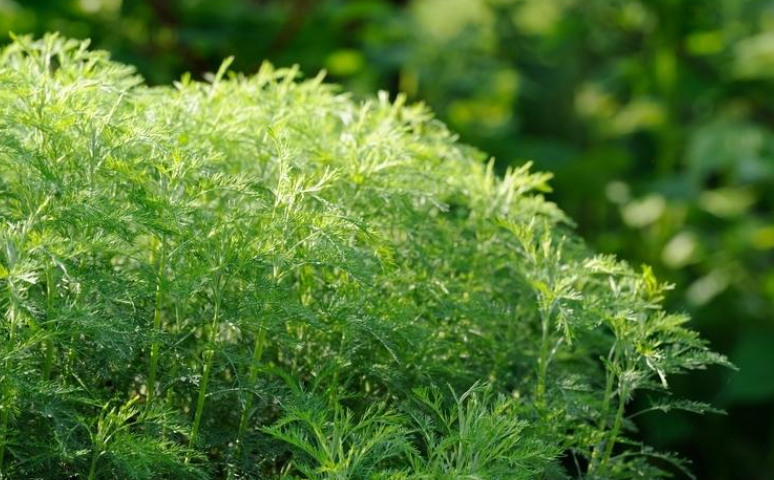 湿地适合种什么菜