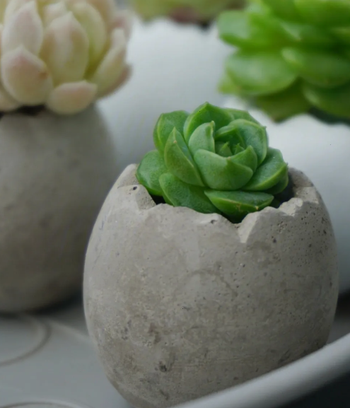 蛋壳适合种什么花