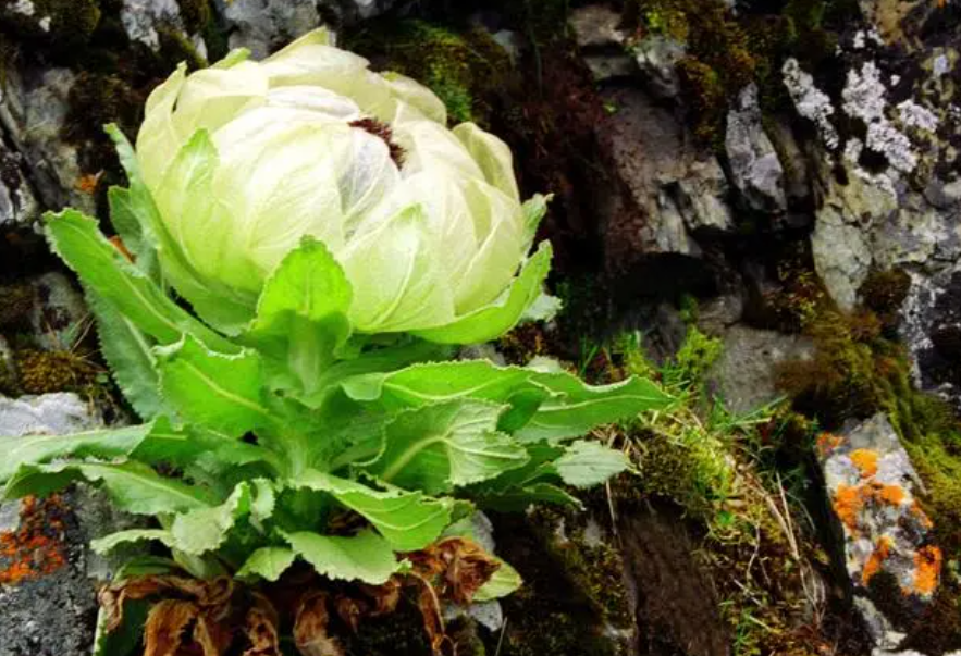 陕北适合种什么药材