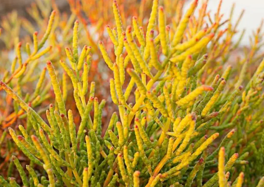 海边适合种什么植物