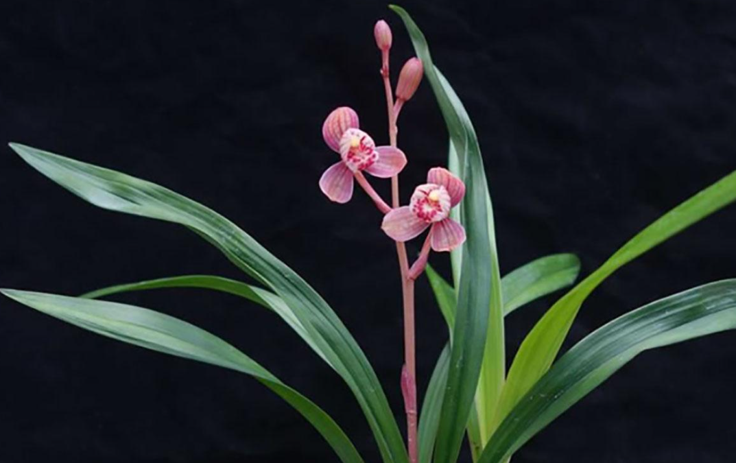 秋天适合种什么盆栽