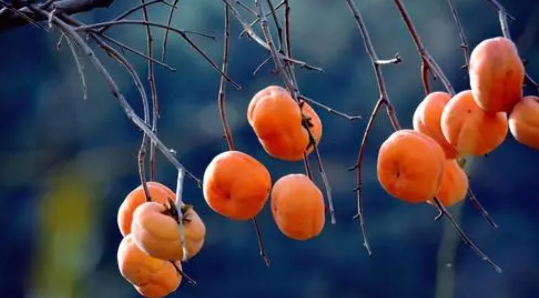 宜宾适合种什么水果