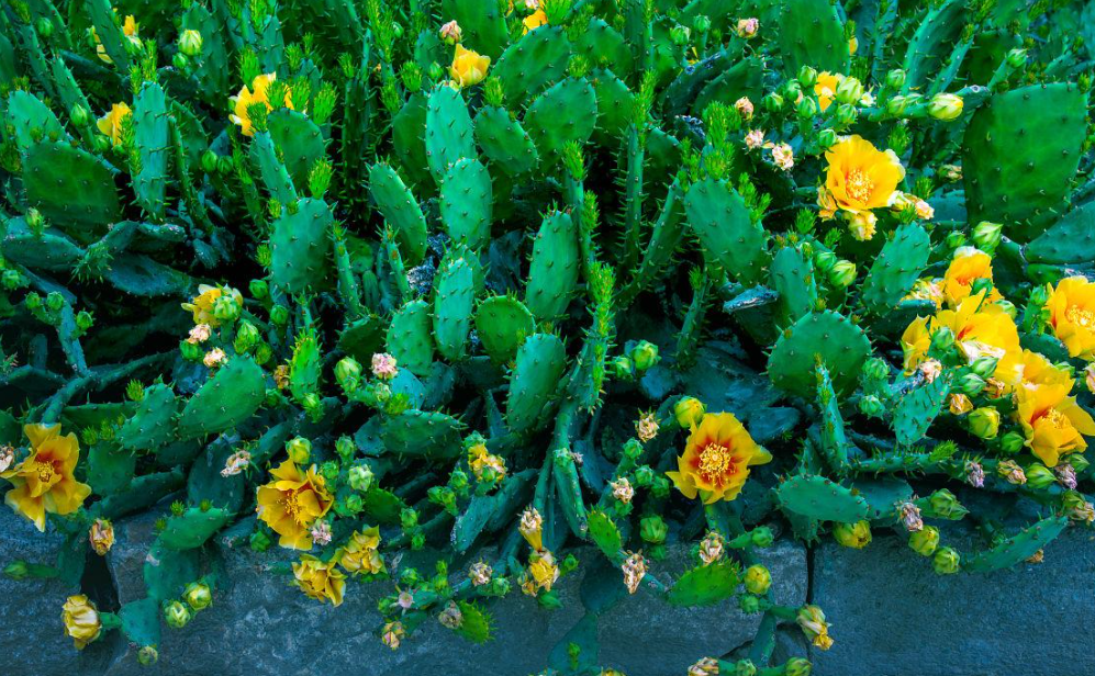 沙泥土适合种什么植物