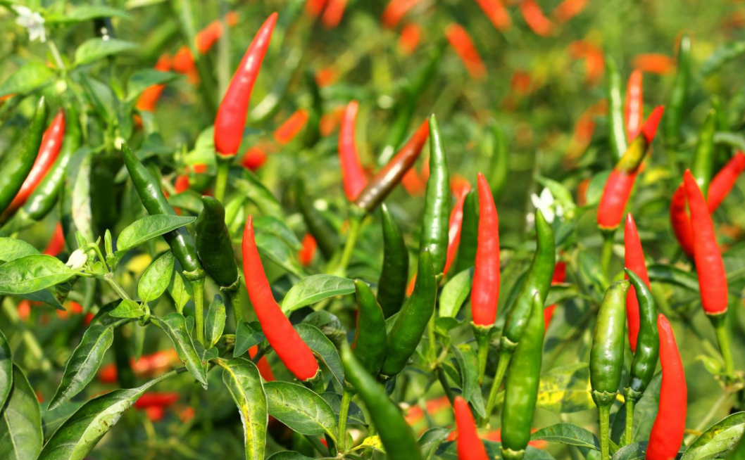 自家阳台适合种什么菜