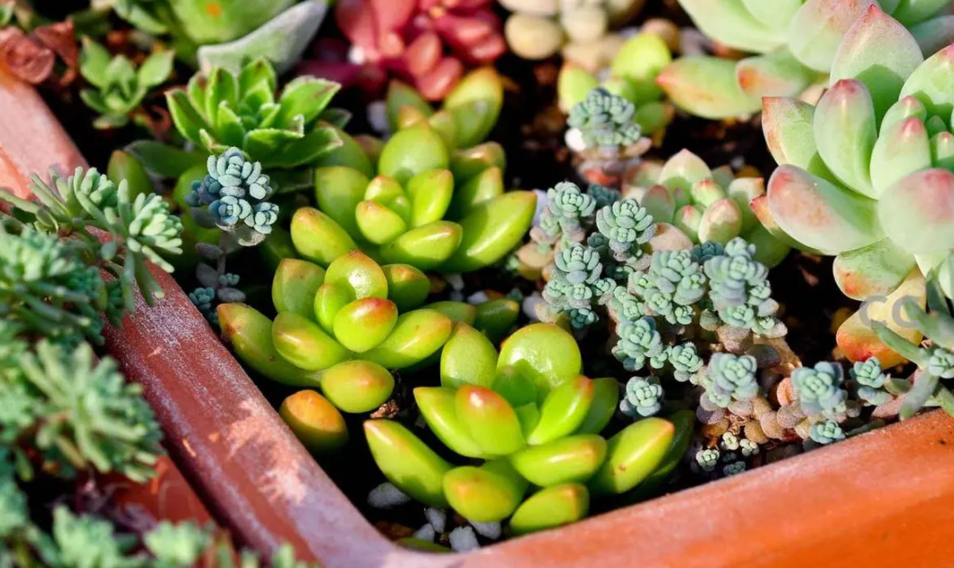 方型花盆适合种什么花