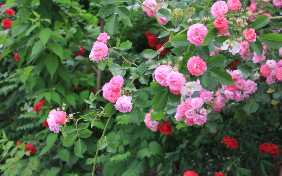 蔷薇适合什么时候种