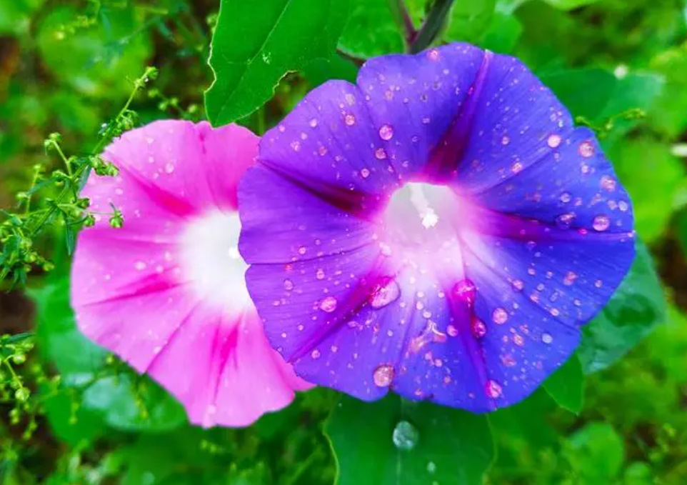 室外花坛适合种什么花