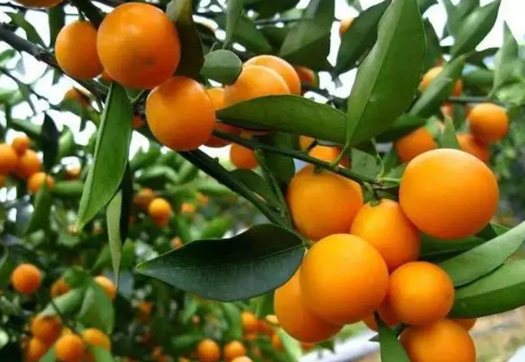 昼夜温差大适合种什么