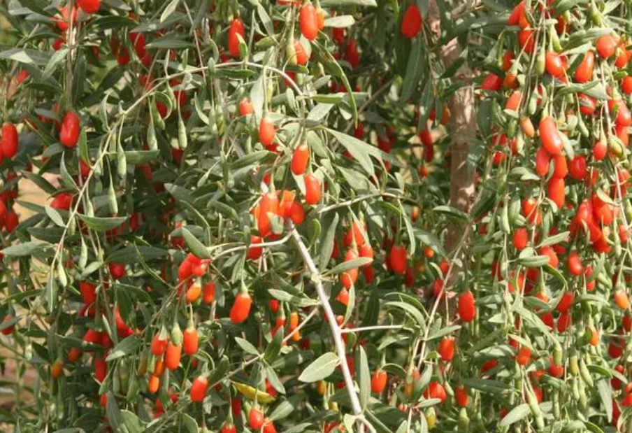 黄泥土适合种什么药材