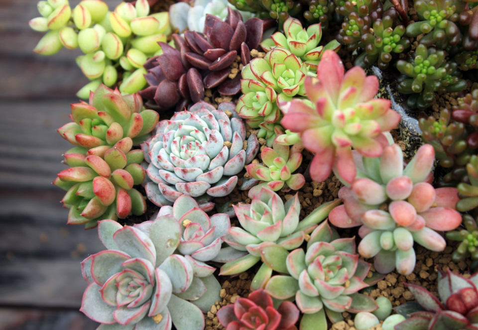 扇形花盆适合种什么花