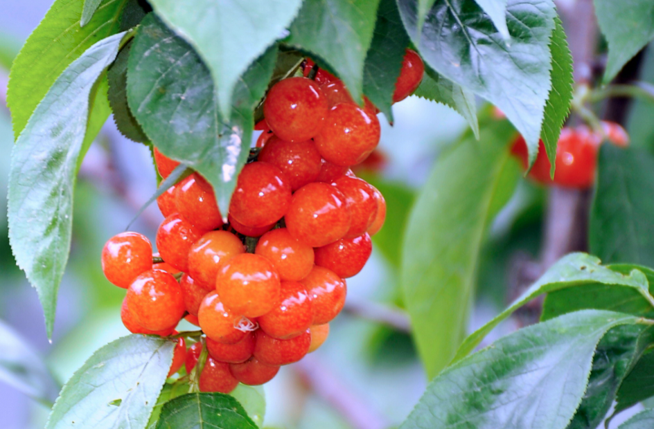 樱桃适合什么地方种