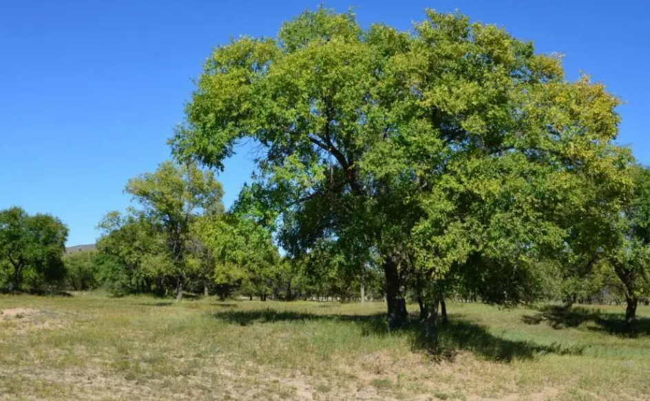 北方门口适合种什么树