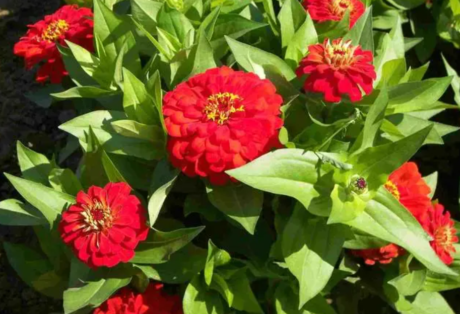 沙质土壤适合种什么花