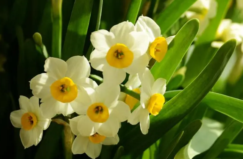 水仙适合什么时候种