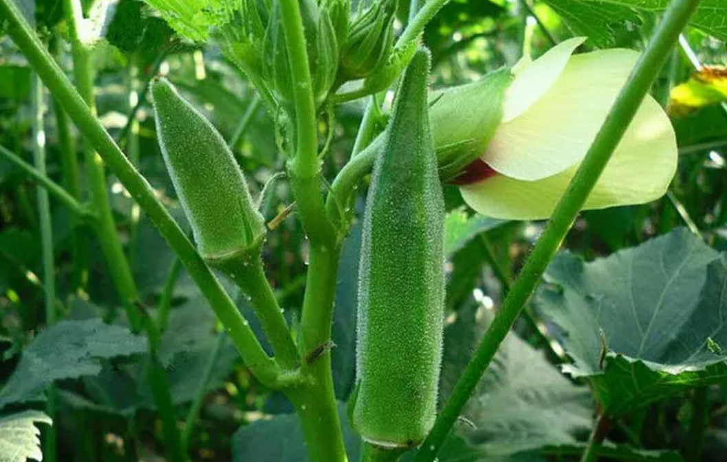 秋葵适合什么地方种