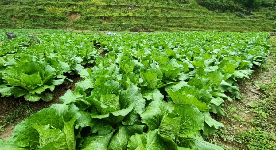 海拔1500米适合种什么