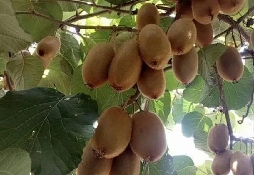 弥猴桃适合种什么地方