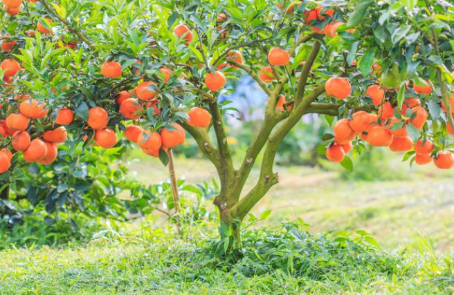 北方适合种什么树赚钱
