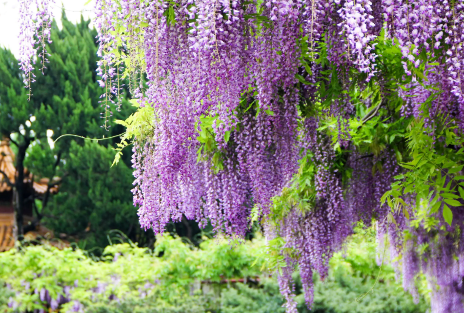露天阳台适合种什么花