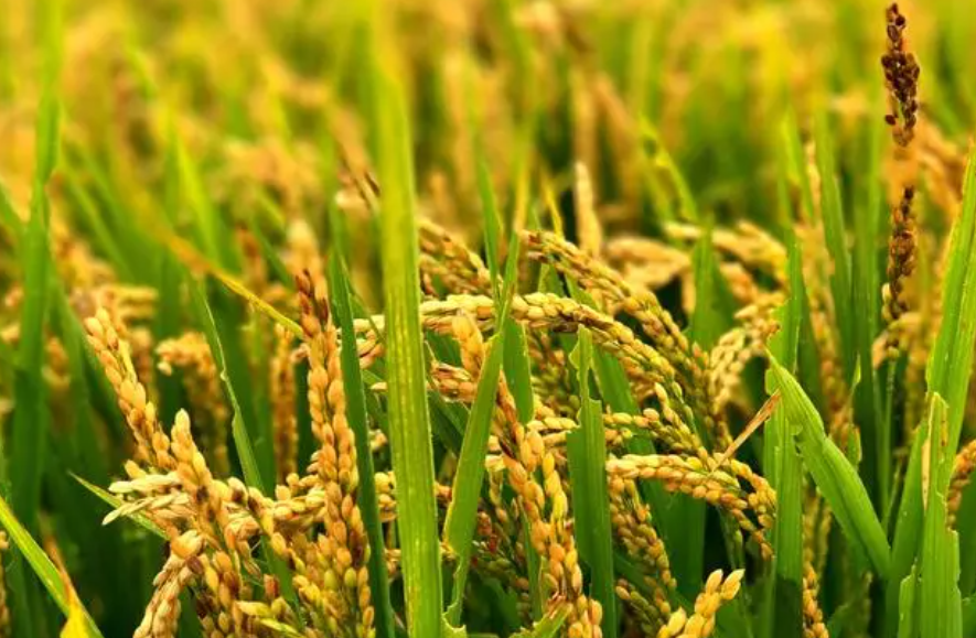 水稻田适合种什么