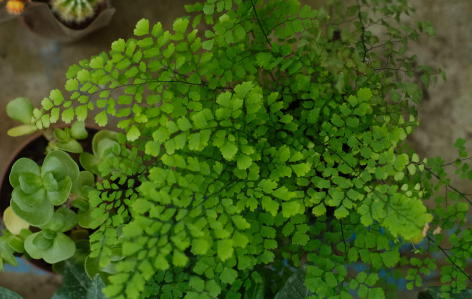 背阴的地方适合种什么