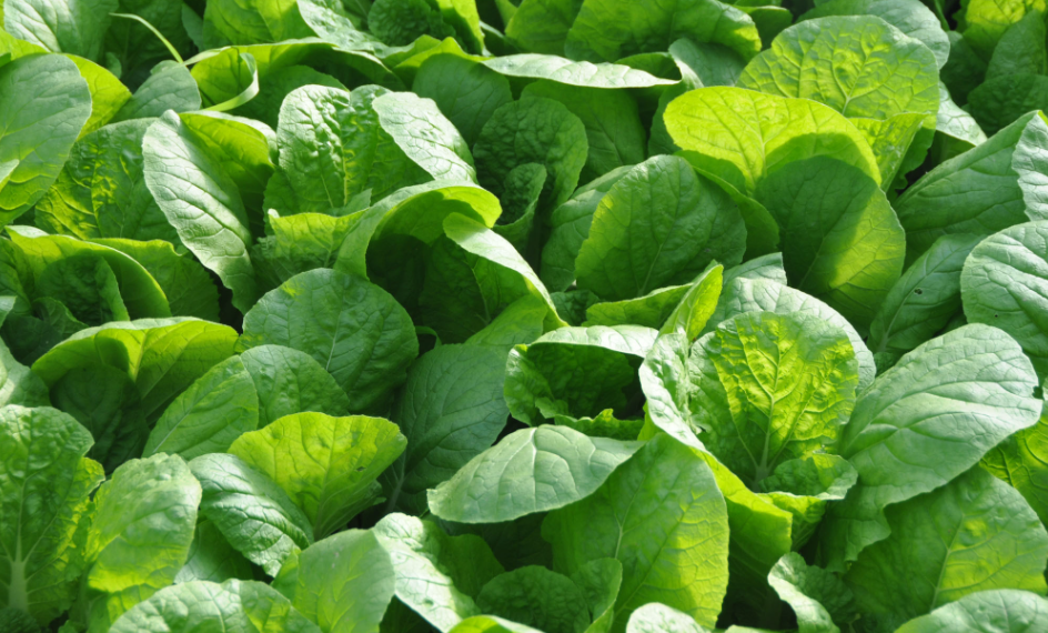 广东现在适合种什么菜