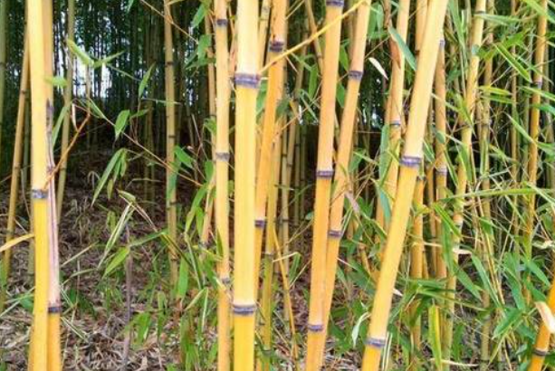 院子里适合种什么竹子