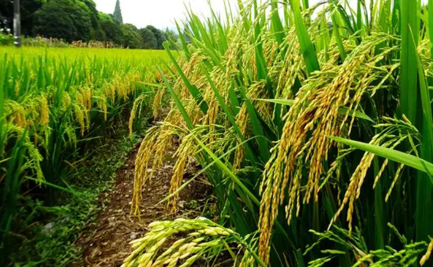 黏质土壤适合种什么