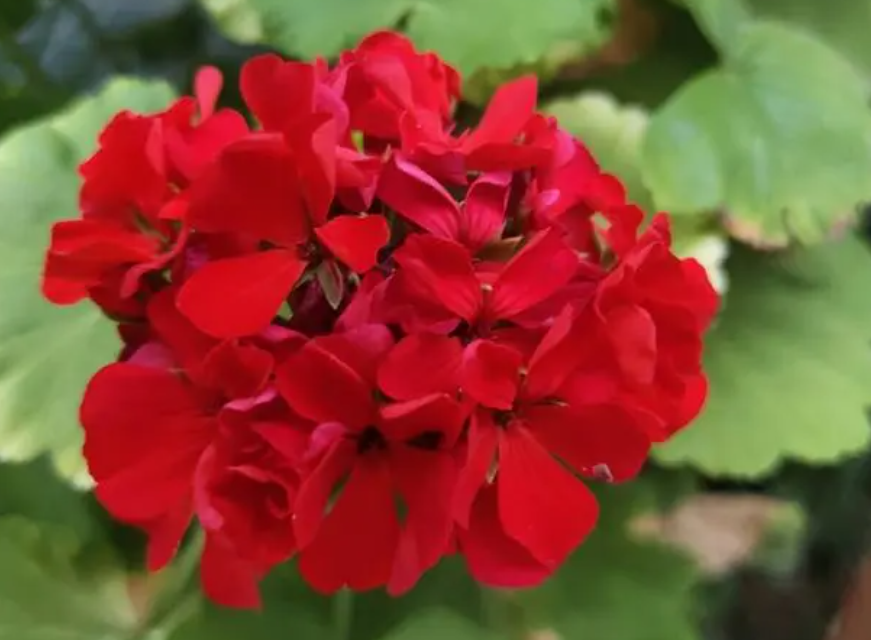 南方庭院适合种什么花