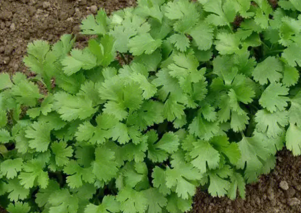 泡沫箱适合种什么菜