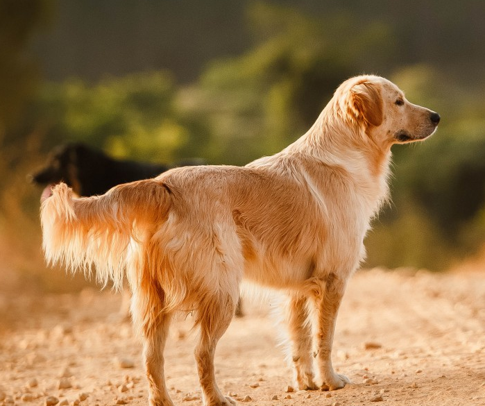什么犬种适合家