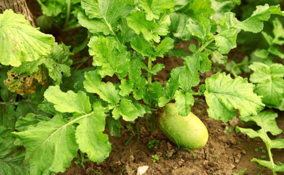 立秋后适合种什么蔬菜