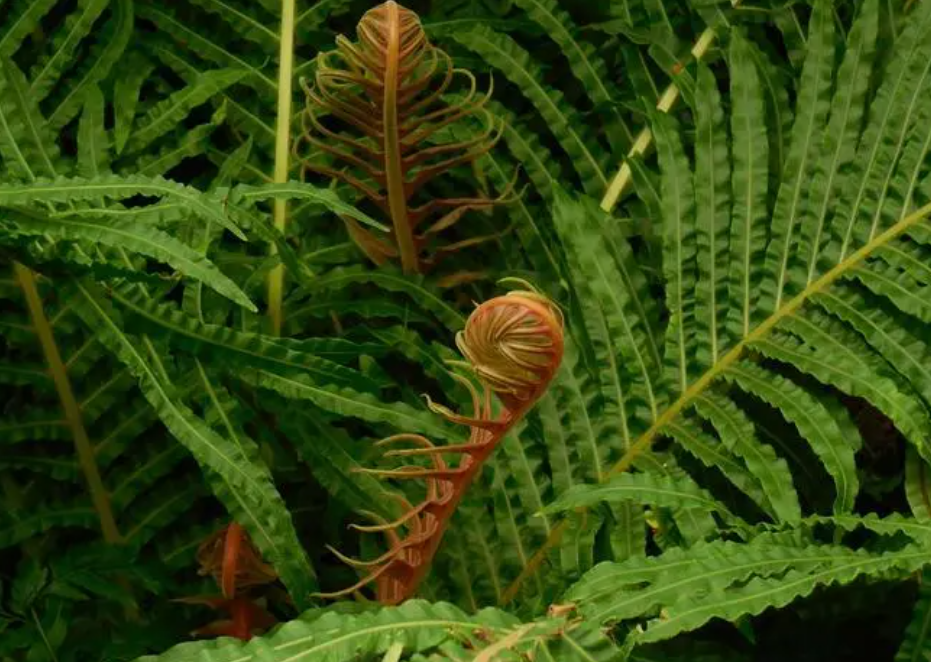 朝北的阳台适合种什么