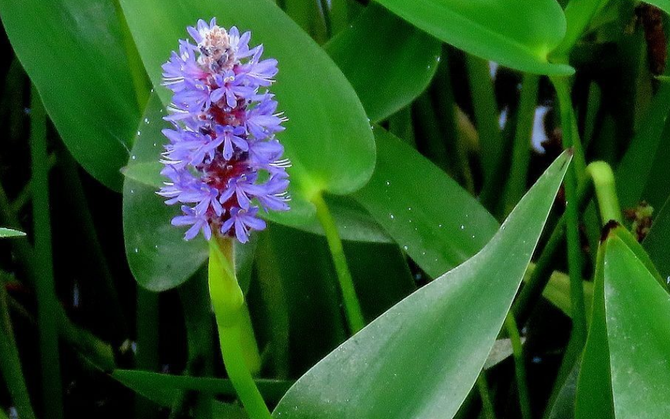 上水石适合种什么植物