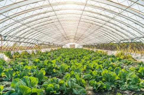 东北大棚适合种什么