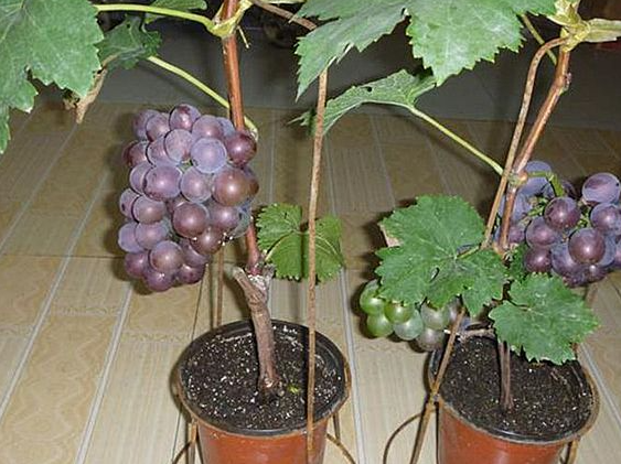 露台上适合种什么树