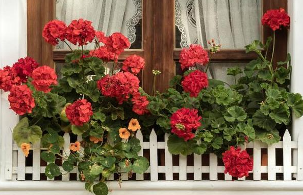 深圳阳台适合种什么花