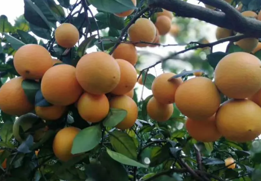 黄泥土适合种什么水果