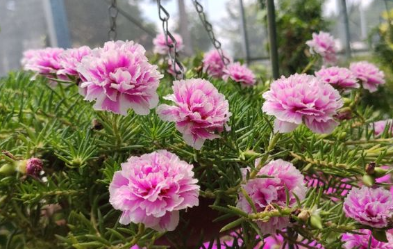 南方室外适合种什么花