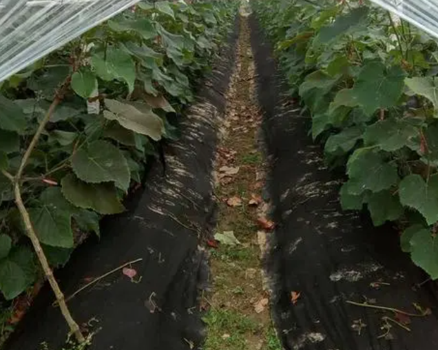 黑色地膜适合种什么蔬菜