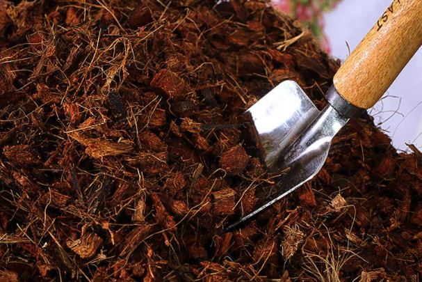 椰壳土适合种什么