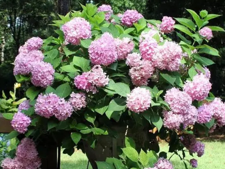 什么植物适合种院子里