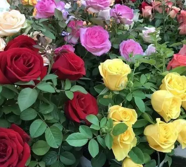 阳台向西适合种什么花