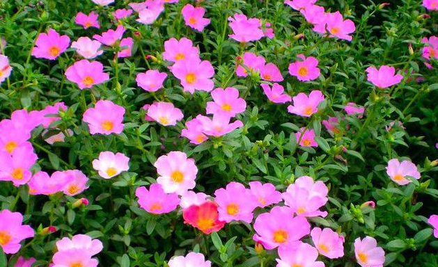 夏末适合种什么花