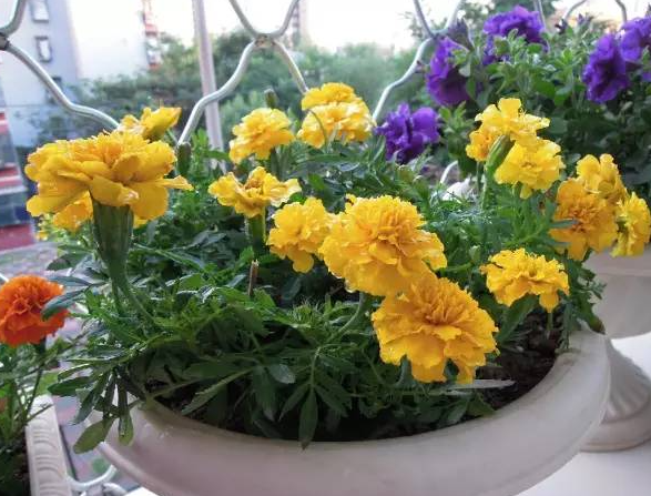 东向阳台适合种什么花