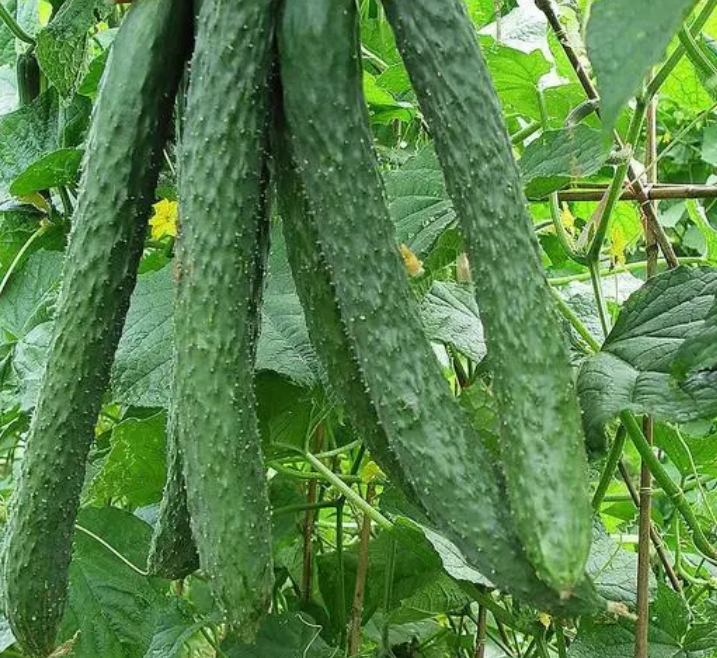 端午前后适合种什么菜