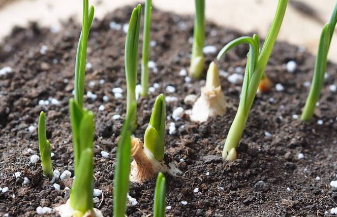 碱性土壤适合种什么植物